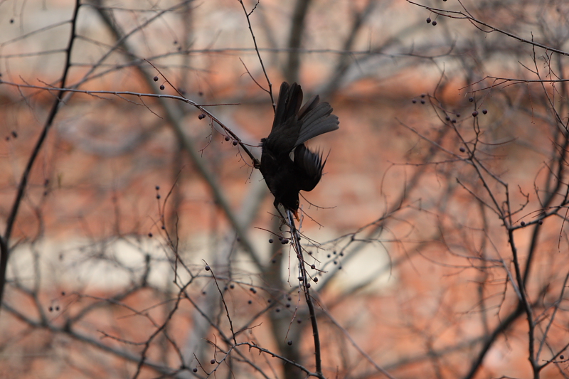 IMG_7395.JPG