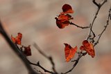 IMG_7377