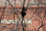 IMG_7395