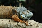 IMG_7268
