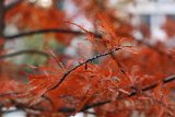IMG_7294
