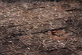 IMG_8210